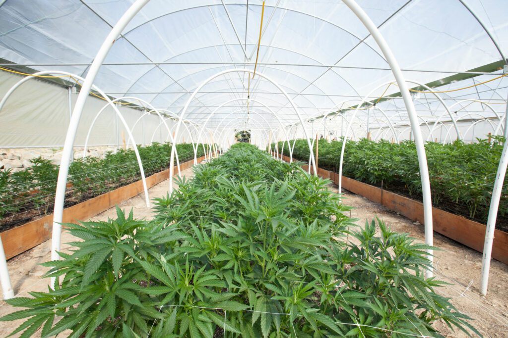 Cannabis Cultivation Grow Operation
